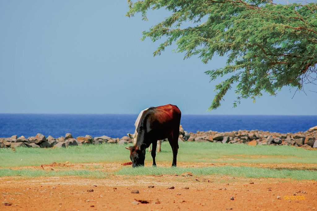 Cabo Verde - DSC 3169 1024x681