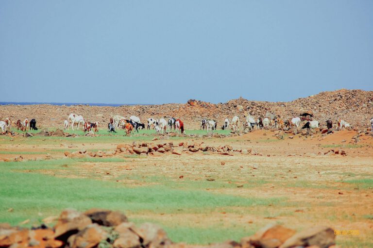Cabo Verde - DSC 3170