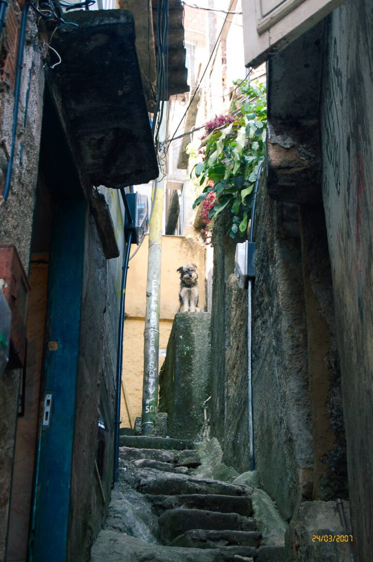 DSC 6251