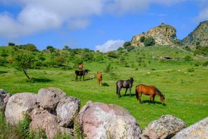 Cavalli di Giave - Davide Baraldi DSCF3537
