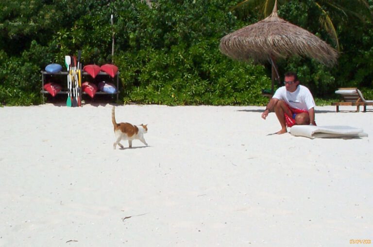 Fotografie delle Maldive 2001 - Fotografie delle Maldive 2001 024
