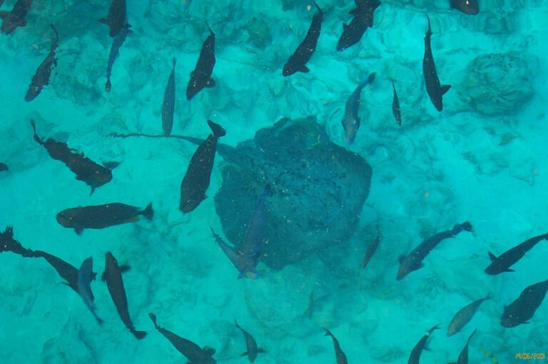 Fotografie delle Maldive 2001 - Fotografie delle Maldive 2001 047