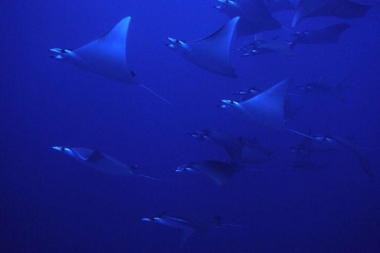 Fotografie delle Maldive 2001 - Fotografie delle Maldive 2001 056