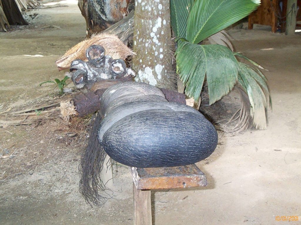 Seychelles 2000 - Vallee dei Mai 100 1328 1024x768 Seychelles 2000 - Vallee dei Mai 100 1328 1024x768