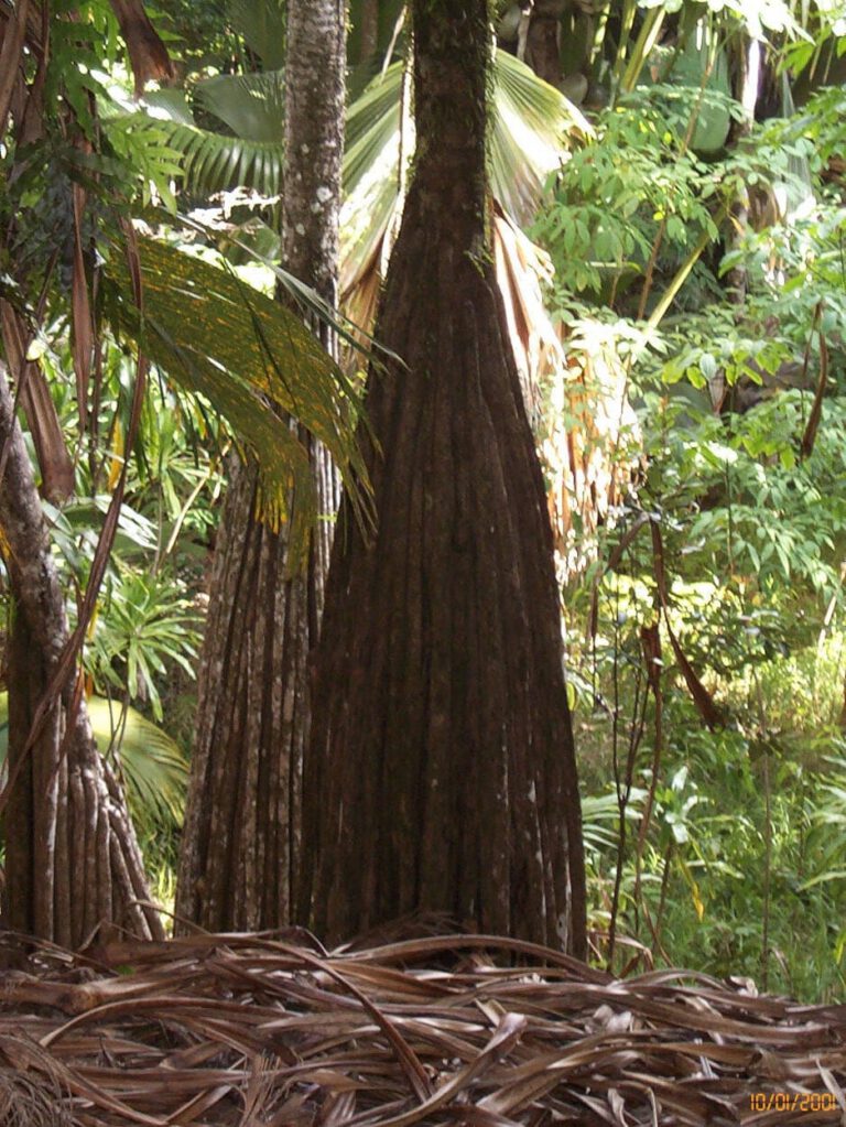 Seychelles 2000 - Vallee dei Mai 100 1335