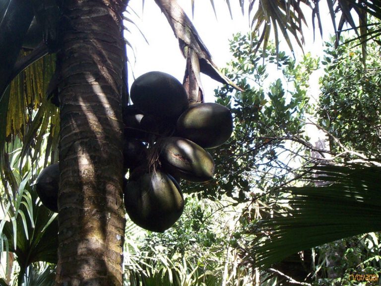 Seychelles 2000 - Vallee dei Mai 100 1397