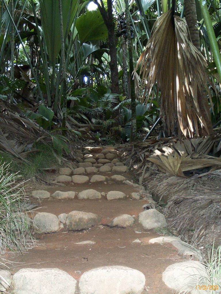 Seychelles 2000 - Vallee dei Mai 100 1403