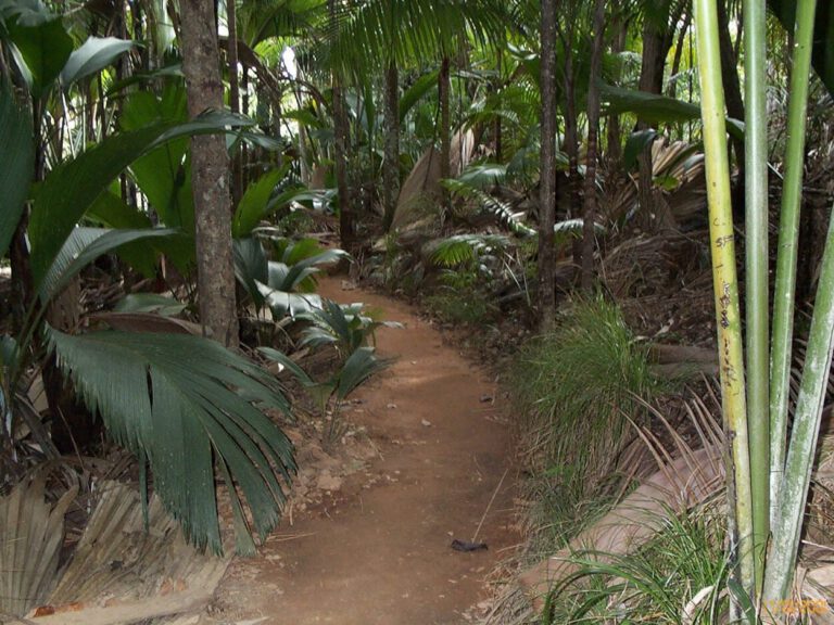 Seychelles 2000 - Vallee dei Mai 100 1415