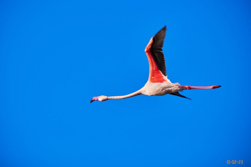 Recensione del Fujifilm XF 70-300mm
