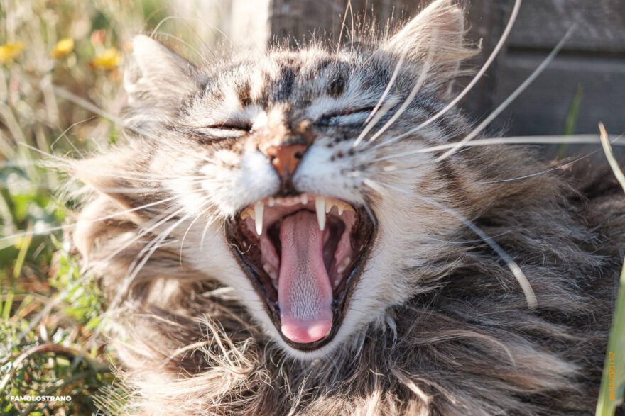 I gatti randagi del Parco di Giliacquas 15