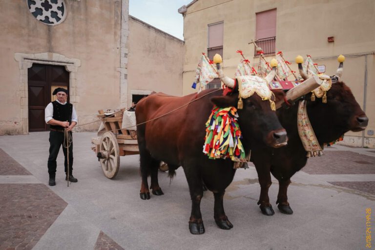 Processione Siliqua